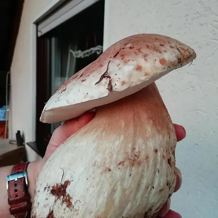 Apartman Maedi Windeck