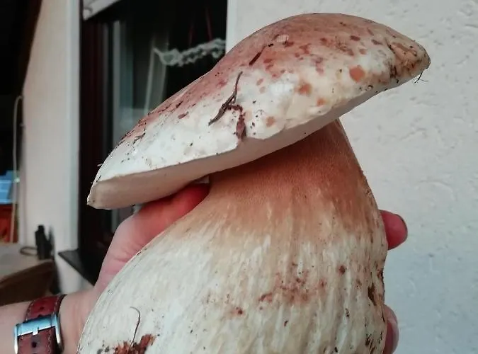 Appartement Maedi Windeck